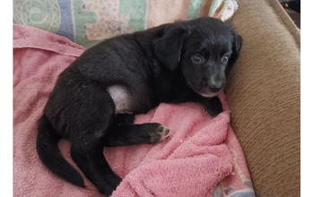 Filhote (sem nome) cachorrinha, filhote, pelagem curta, toda preta com manchinha branca no queixo. Muito fofinha.