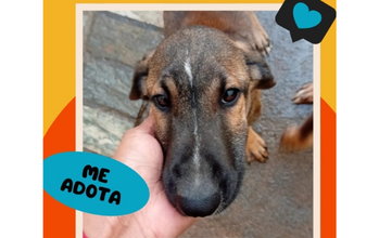 cachorrinho, filhote, pelagem curta, marrom claro com preto. Muito fofinho.