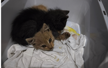 Filhote sem nome Gatinho SRD, filhotinho, tem laranjinha e pretinho, muito docéis e fofos