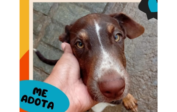 cachorrinho, pelagem curta, marrom escuro com mancha branca na testa e no focinho, olhos esverdeados. Muito lindo.