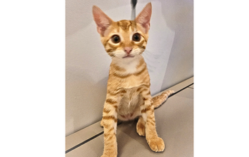 Filhote sem nome Gatinho, de 3 meses de idade, laranja rajado, agitado, sociável, e lindinho