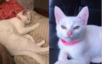 Filhote (sem nome) gatinho, filhote, pelagem toda branca e olhos verdes. Muito lindo.