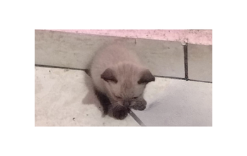 Filhote sem nome Gatinho SRD, bege clarinho, tipo siamês, com 1 mês de vida, calmo, muito dócil e lindinho