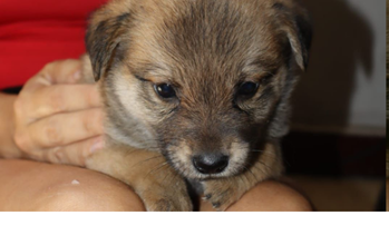 Macho (sem nome) Cachorrinho sem raça definida, de 3 meses de idade, pelagem curta e na cor caramelo com manchinhas em marrom, porte pequeno, e muito amoroso