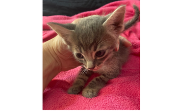 Filhote sem nome Gatinho de 44 dias de vida, cinza amarelado tigrado, muito dócil e lindinho