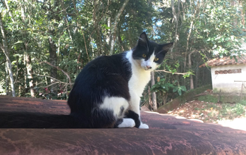 Filhote sem nome Gatinho SRD, branco com manchas pretas, tipico Frajola, 3 meses de idade, aparentemente tranquilo e dócil, muito lindo