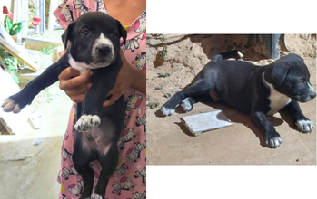 Filhote (sem nome) cãozinho, filhote, 2 meses, pelagem curta, preta, com manchas brancas no pescoço, peitoral, patinhas e focinho. Muito fofinho.
