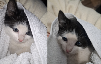 Filhote sem nome Gatinho tipo frajolinha, por volta de 1 mês, dócil e muito lindinho