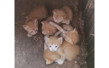 Filhotes (sem nome) gatinhos filhotes, pelagem laranjinha. Muito lindinhos.