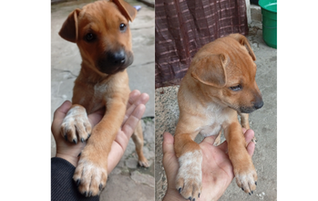 Filhote (sem nome) cachorrinho, filhote, pelagem curta, cor caramelo com manchinhas brancas nas patas e no peitoral. Focinho preto. Muito lindinho.