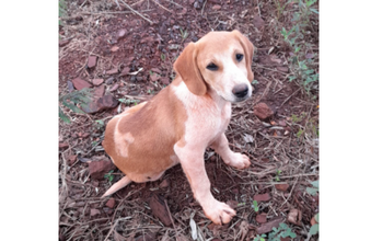 Filhote sem nome Cachorrinho SRD, de 7 meses de idade, branco com manchinhas em caramelo, com as orelhinhas caídas, muito lindinho e dócil