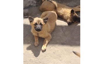 Cachorrinha de 9 meses de idade, raça misturada de Chow Chow com Pastor Alemão, caramelo, muito dócil e fofinha 