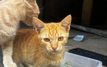 Gatinho laranja, de 7 meses de idade, medroso e receioso inicialmente, mas muito dócil depois de ganhar confiança e muito lindinho.