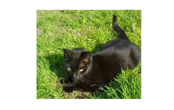 Filhote sem nome Gatinho SRD, preto, com idade em torno de 4 a 5 meses, muito dócil e lindinho