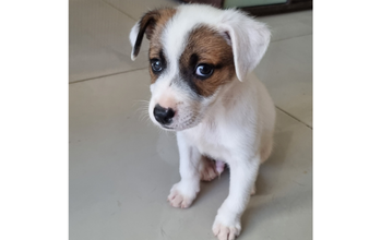 Filhote (sem nome) Cachorrinho SRD, de 2 meses de idade, branquinho com manchinhas em marrom, tipo Jack Russell Terrier de pelo curto, muito lindinho e amoroso