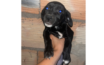 CACHORRINHA DE 4 MESES DE IDADE, MANSA, PRETINHA E MUITO LINDINHA