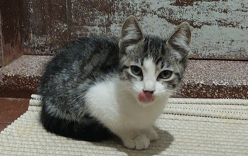 Filhote (sem nome) gatinho, filhote, pelagem branca no peitoral com tigrado no dorso. Muito fofinho.