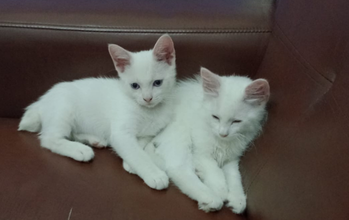 Filhotes (sem nome) dois gatinhos, filhotes, pelagem branquinha, olhos azuis. Muito fofinhos.
