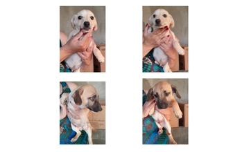 Filhotes sem nomes 4 Cachorrinhos SRD, 3 meses de idade, todos machos, podem ser adotados separadamente, são muito carinhosos, dóceis, gostam de interagir e brincar.