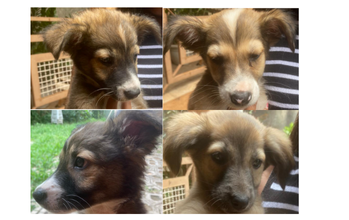 Filhotes sem nome Cachorrinhos sem raça definida, sendo 2 fêmeas e 2 machos, de pelagem de cor marrom acinzentado, muito lindinhos e docéis