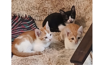 Filhotes (sem nome) 3 gatinhas fêmeas, filhotes de 2 meses, lindinhas, uma pretinha com mancha branca e duas amarelinhas com manchas brancas