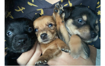 Filhotes (sem nome) cachorrinhas, filhotes, 45 dias, uma com a pelagem toda pretinha, outra com a pelagem marrom clara e outra com a pelagem preta e marrom clara. Muito fofinhas.