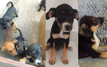 Filhotes (sem nome) 4 cãezinhos, machos, todos com pelagem curta, dois deles de cor preta com manchas marrons, um todo pretinho e um todo caramelo. Muito fofinhos.