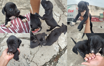 Filhotes sem nomes Filhotinhos de cachorro sem raça definida, todos pretinhos, de 2 meses de idade, e muito fofinhos