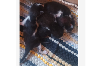 Filhotes sem nomes Gatinhos, sem raça definida, pelagem curta, pretos com manchinhas brancas, tipo frajola, algusn dias de nascidos e muito docéis