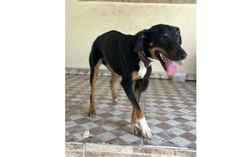 Cachorra de porte médio, preto com caramelo, de 2 anos de idade, dócil e tranquila