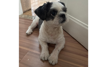 Cachorrinho da raça Shih Tzu, porte pequeno, peludinho na cor branco com manchinhas pretas, 5 anos de idade, muito dócil, agitado e lindinho
