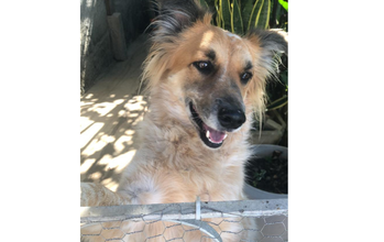 Cachorrinho SRD, porte médio, peludinho misturado com caramelo e preto, Dócil, mas territorialista e perdigueiro