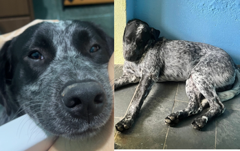 cachorrinho, 2 anos, porte grande, pelagem curta e toda manchadinha de preto e branco. Muito lindo