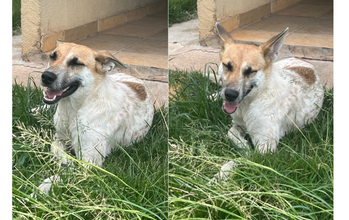 Flor Cadelinha jovem, pelagem branca com manchas bege, muito dócil e linda