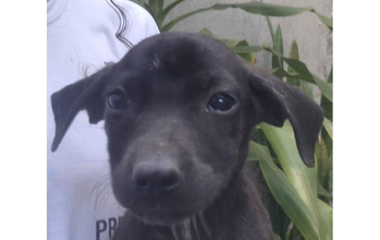 cachorrinha, filhote, pelagem curta, toda preta, olhos pretos. Muito lindinha.