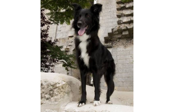 Fofinho Cachorro da raça Border Collie, misturado com Chow Chow, peludo, preto com mancha branca no pescoço, 5 meses de idade, muito lindo e super manso.