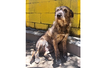 Fofurinha Cachorrinha sem raça definida, tipo fiapo de manga, pelagem média na cor preto com alaranjado, com 3 anos de idade, porte médiomuito linda e dócil.