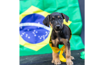 cahcorrinha, filhote, pelagem curta, preta e com manchas marrons no peitoral e patinhas. Fofinha