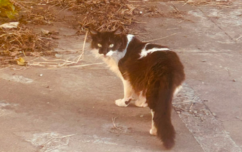 Frajola Gatinho SRD, 1 ano de idade, preto com manchas brancas, peludinho, tipo ancorá, pouco arisco e lindo