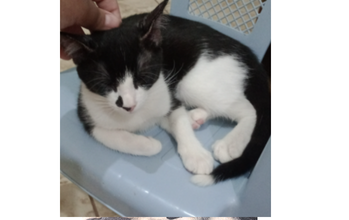 Frajola Gatinho com 3 meses de idade, pelagem na cor preto com branco, com manchinha bem de leve na cor preta, tipo frajola. Dócil, brincalhão, sociável, carinho, dengoso e muito lindinho.