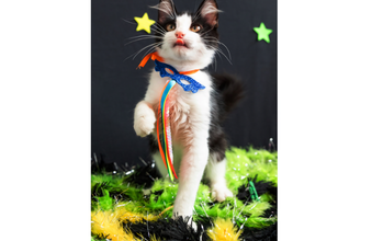 Frajolinha Gatinho de 4 meses de idade, branco com manchas pretas, tipo frajola, muito sapeca e lindinho.