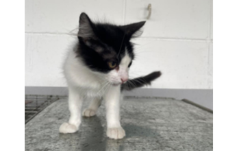 Gatinho de 2 meses de idade, branco com manchas pretas, tipo frajola, muito sapeca e lindinho.