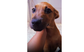 Cachorrinho SRD, de 5 meses de idade, caramelo de pelo curto, dócil e lindinho