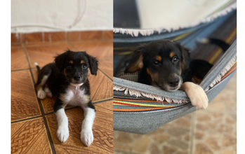 cachorrinho, filhote de 5 meses, vermifugado, pretinho manchado de marrom e branco e lindinho