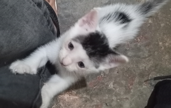 gatinho, filhote, 1 mês e 4 dias, pelagem branquinha, com mancha preta na testa, no dorso e no rabinho. Muito fofinho