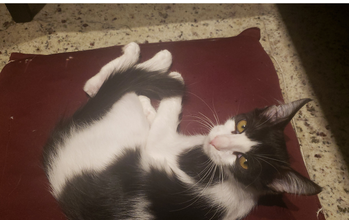 Gatinho SRD, pelagem curta na cor branco com manchas pretas, de 4 meses de idade e muito lindinho