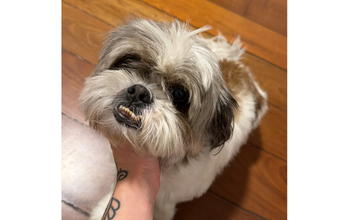 cachorrinho da raça shih tzu, macho, pelagem branca com marrom e dócil