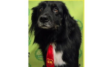 cachorrinho, 5 anos, peludinho, cor preta com mancha branca no peito e nas patinhas, muito lindinho