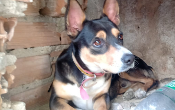 Cachorrinho, 3 anos de idade, pretinho com manchinhas em caramelo, parece Pinscher, porte pequeno, dócil e lindinho