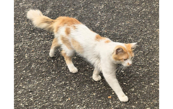 Fred gatinho, macho, adulto, pelagem branca com manchinhas marrons claras por todo o corpo. Muito lindo.